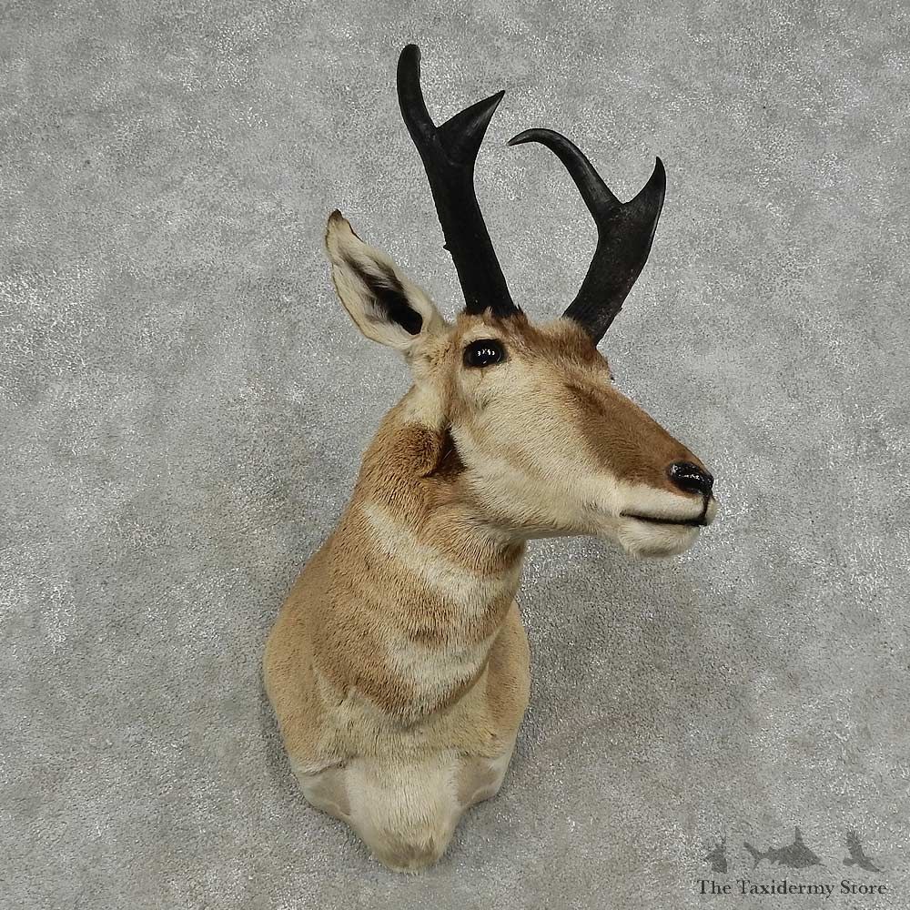Pronghorn Antelope Shoulder Mount For Sale #16915 @ The Taxidermy Store
