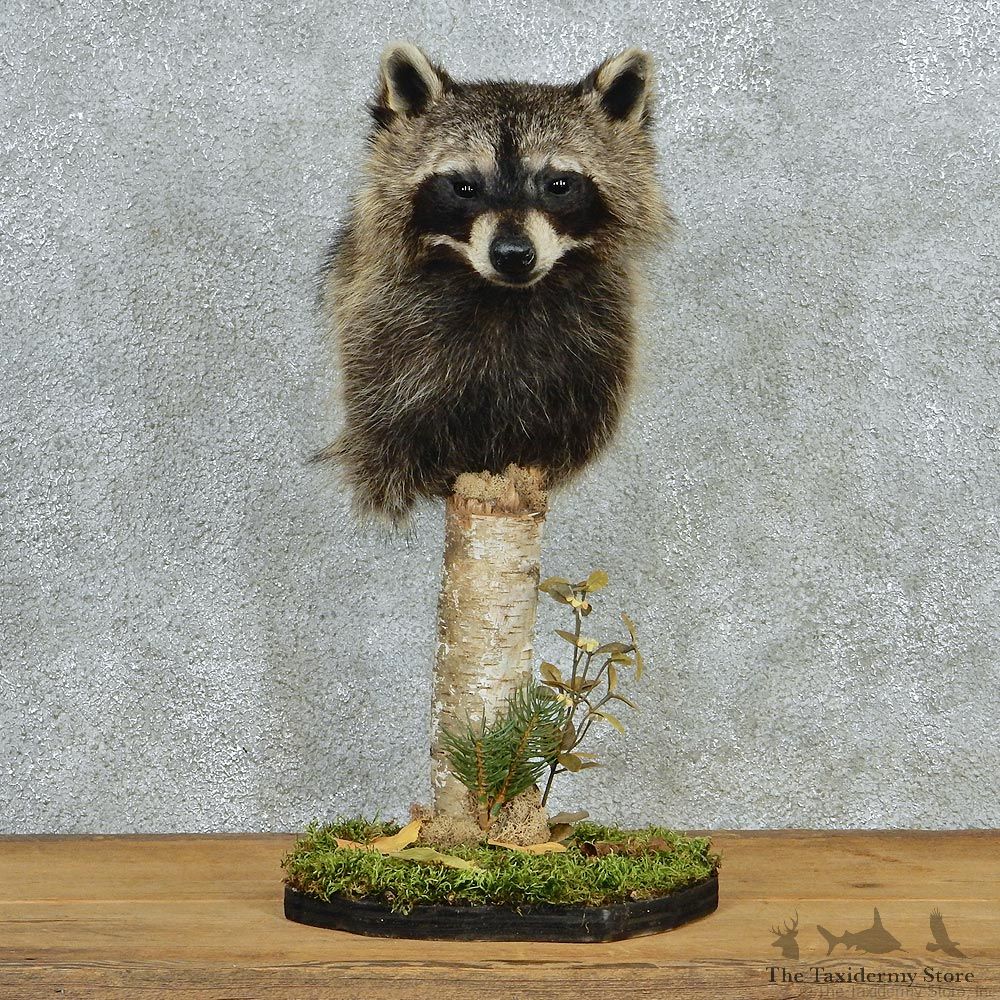 Raccoon Pedestal Taxidermy Shoulder Mount M1 #12778 For Sale @ The Taxidermy Store