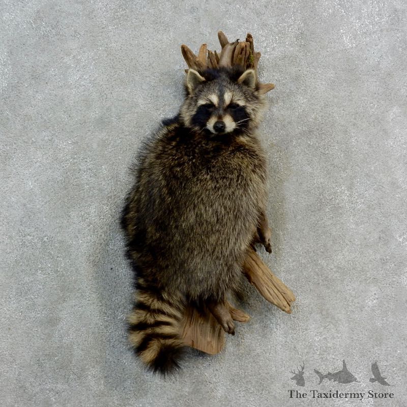 Wall-Hanging Raccoon Mount For Sale #17144 @ The Taxidermy Store