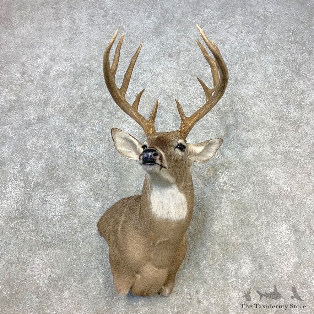 Whitetail Deer Shoulder Mount For Sale #21656 @ The Taxidermy Store