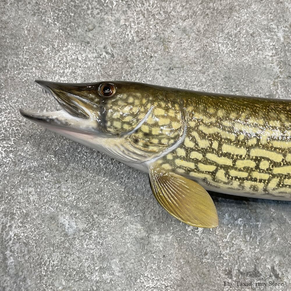Chain Pickerel Fish Mount For Sale #27558 @ The Taxidermy Store
