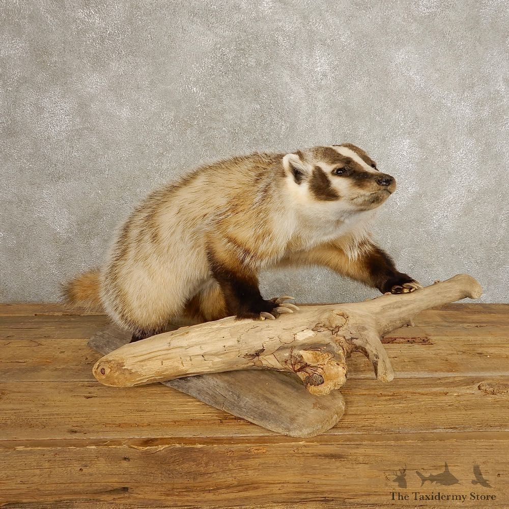 American Badger Life-Size Mount For Sale #20503 @ The Taxidermy Store