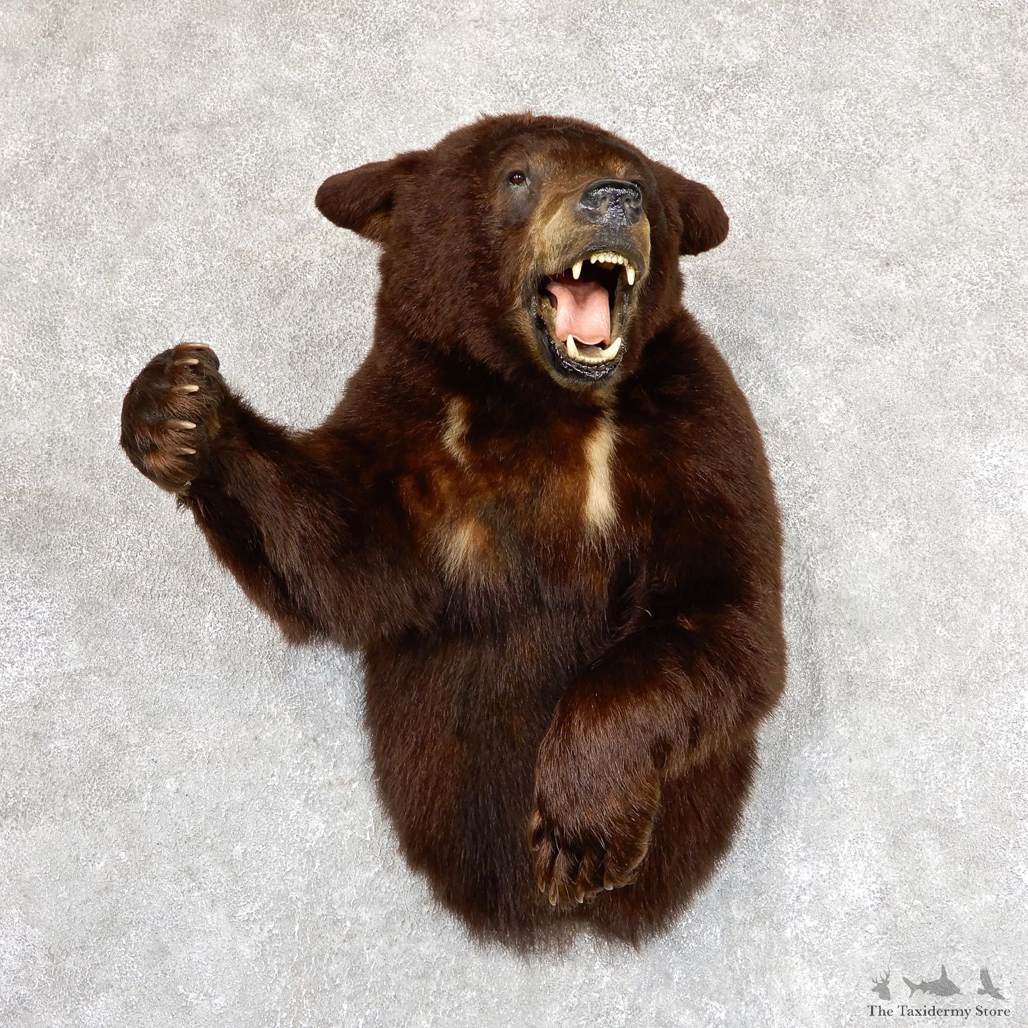 Black Bear 1/2-Life-Size Mount For Sale #19625 @ The Taxidermy Store
