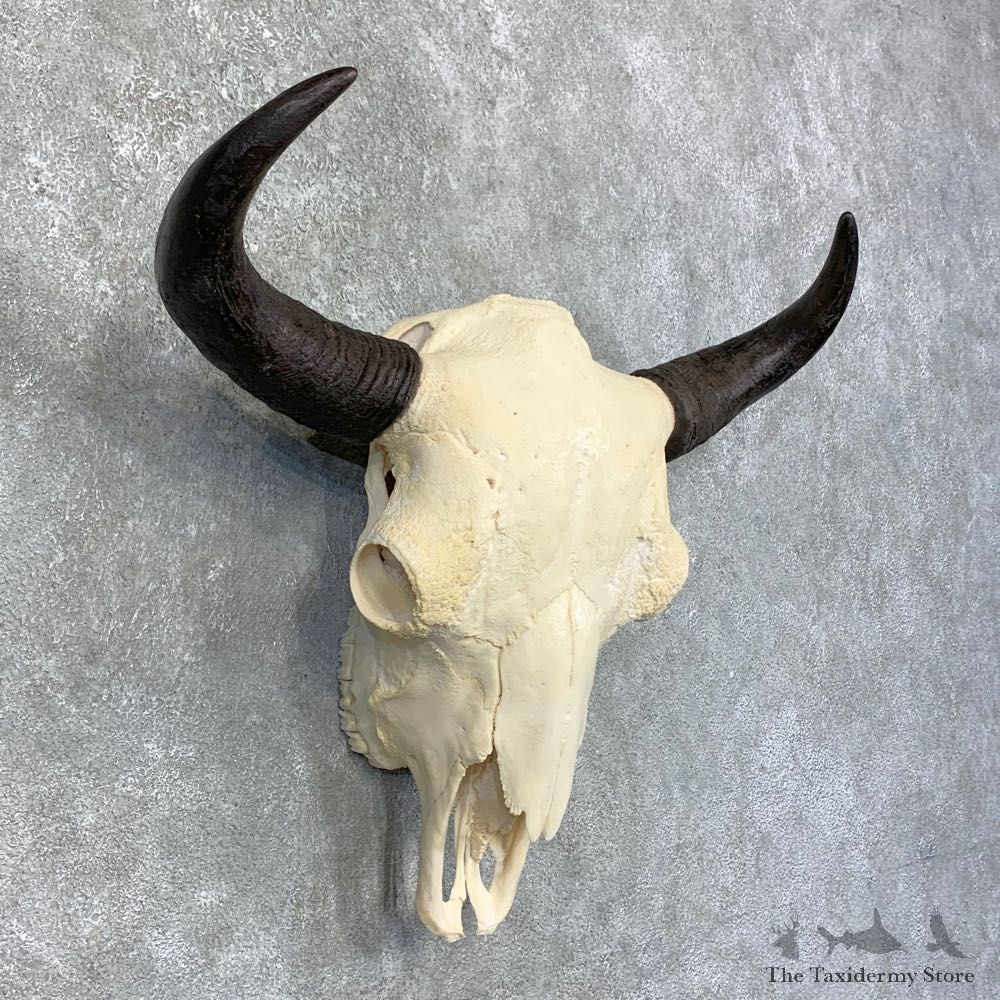 Buffalo Bison Skull Mount For Sale #23444 @ The Taxidermy Store