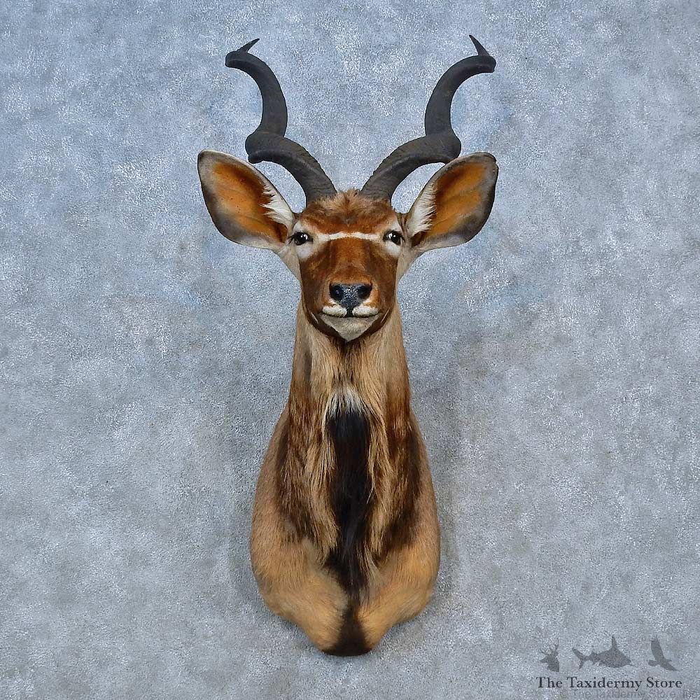 Greater Kudu Shoulder Mount For Sale #15293 @ The Taxidermy Store