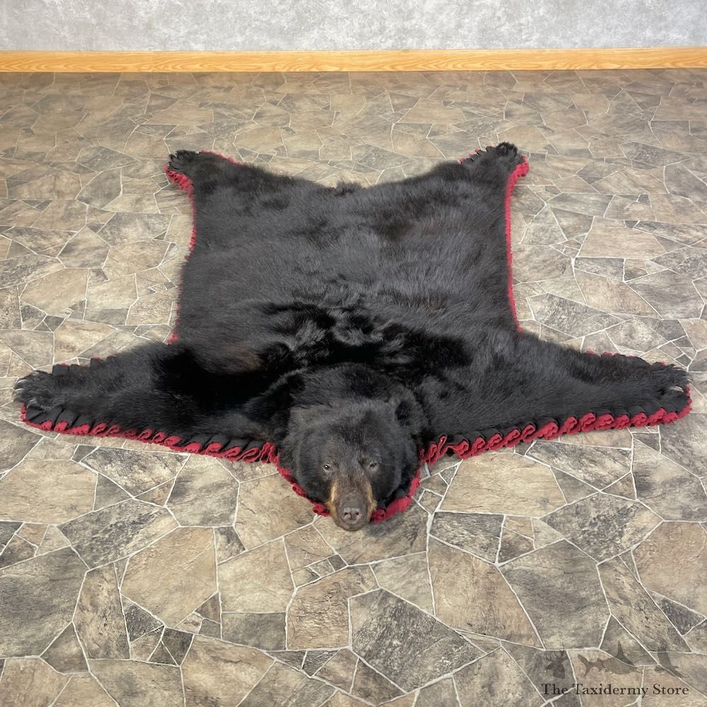 Black Bear Full-Size Rug For Sale #25584 @ The Taxidermy Store