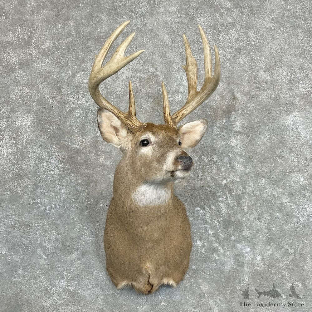 Whitetail Deer Shoulder Mount For Sale #27344 - The Taxidermy Store