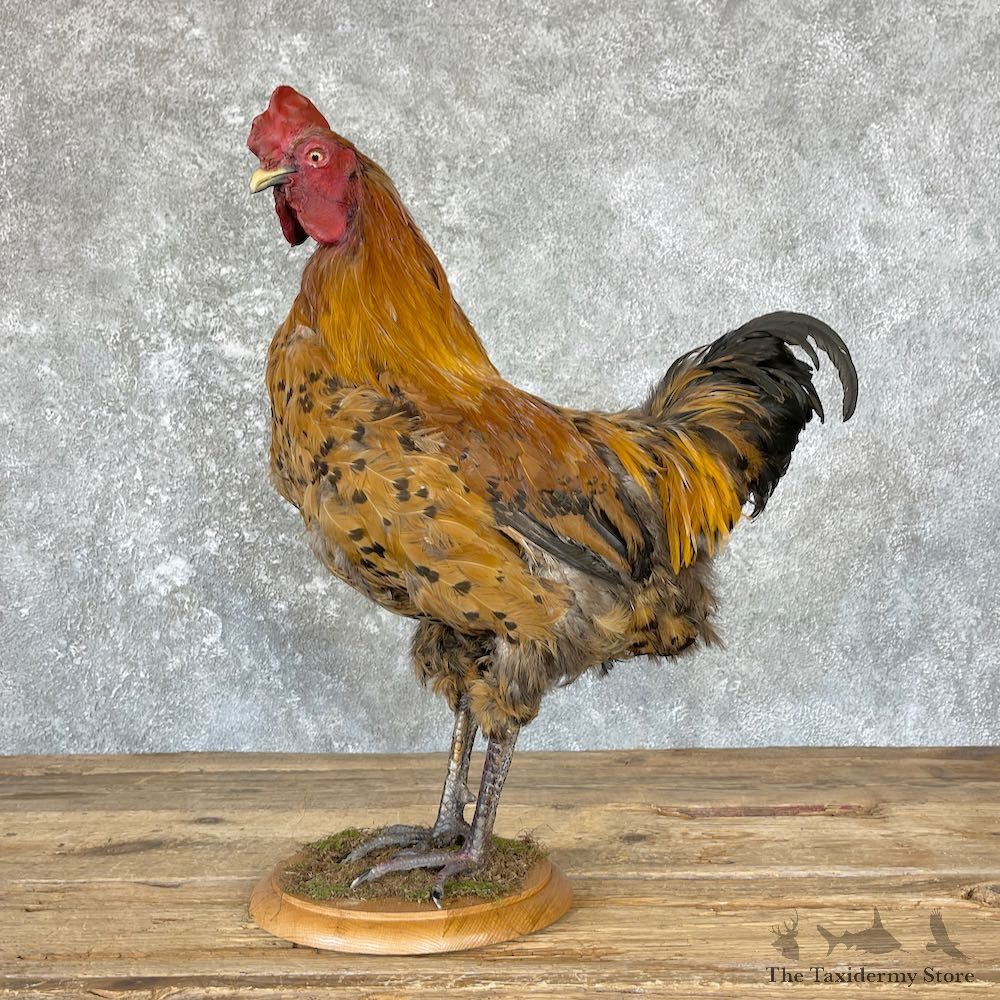 Domestic Chicken Rooster Bird Mount For Sale #26658 @ The Taxidermy Store