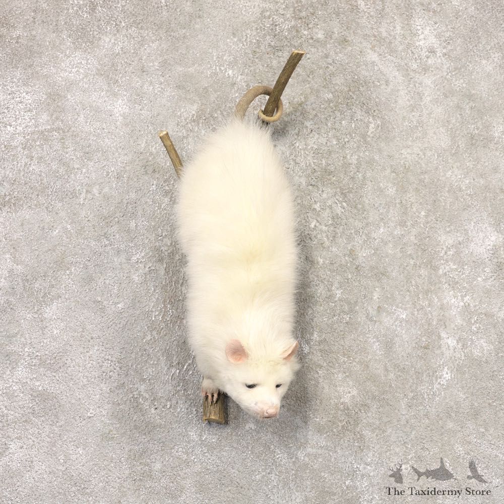 Wall Hanging Albino Opossum Mount For Sale #22532 @ The Taxidermy Store