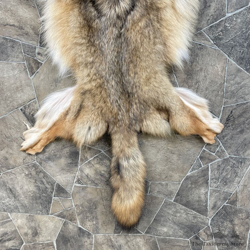 Coyote Tanned Hide For Sale #27911 @ The Taxidermy Store