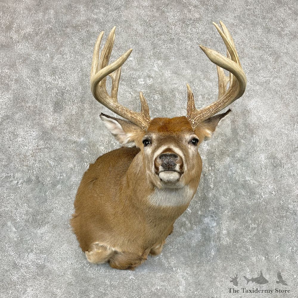 Whitetail Deer Shoulder Mount For Sale #26934 @ The Taxidermy Store