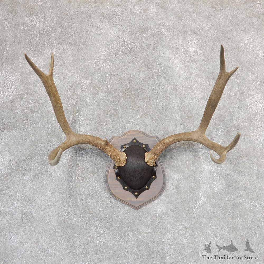 Mule Deer Taxidermy Antler Plaque #19001 For Sale @ The Taxidermy Store
