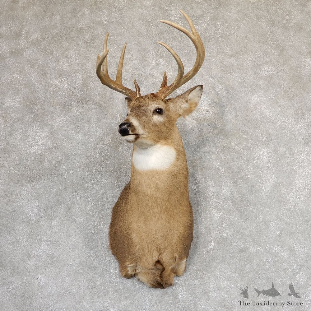 Whitetail Deer Shoulder Mount #18991 For Sale - The Taxidermy Store