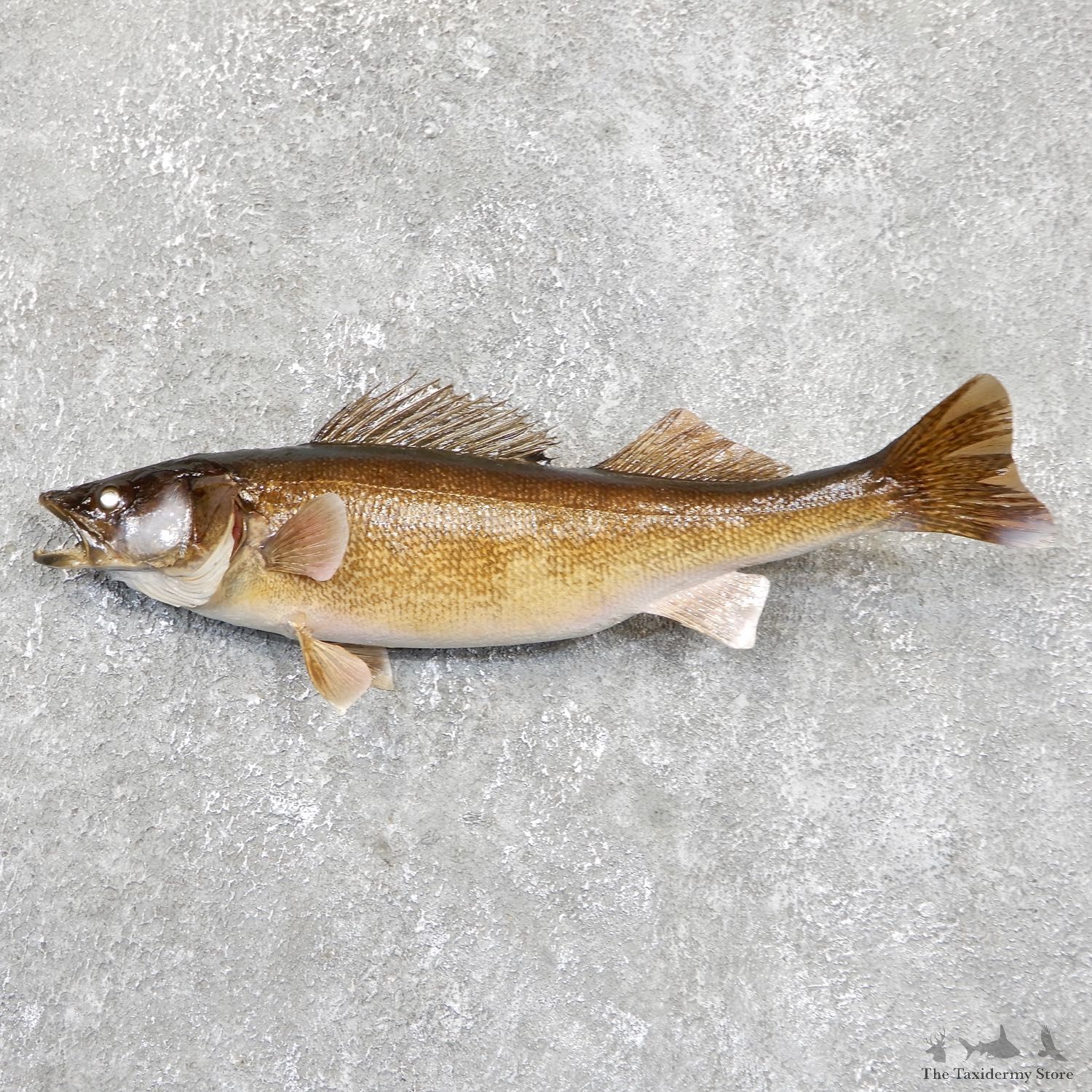 Walleye Taxidermy Fish Mount #19425 For Sale @ The Taxidermy Store