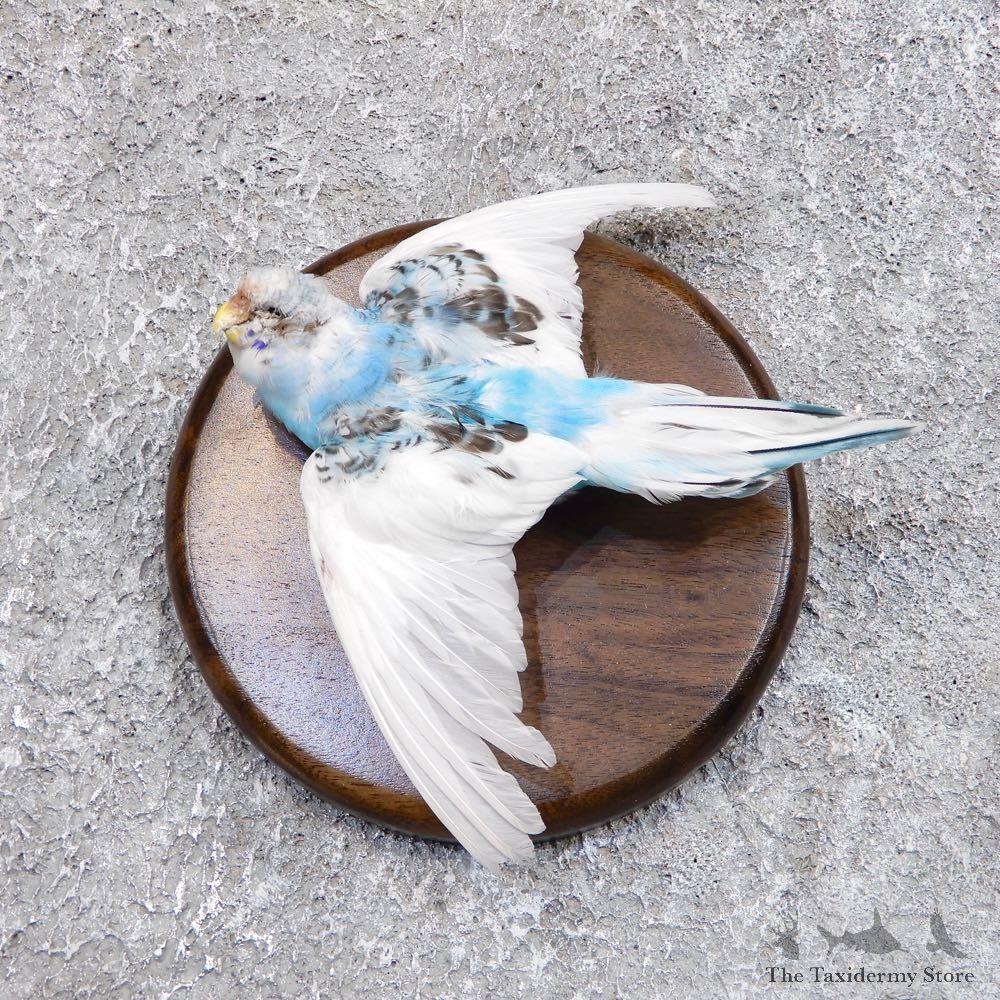 Parakeet Bird Mount For Sale #18582 @ The Taxidermy Store