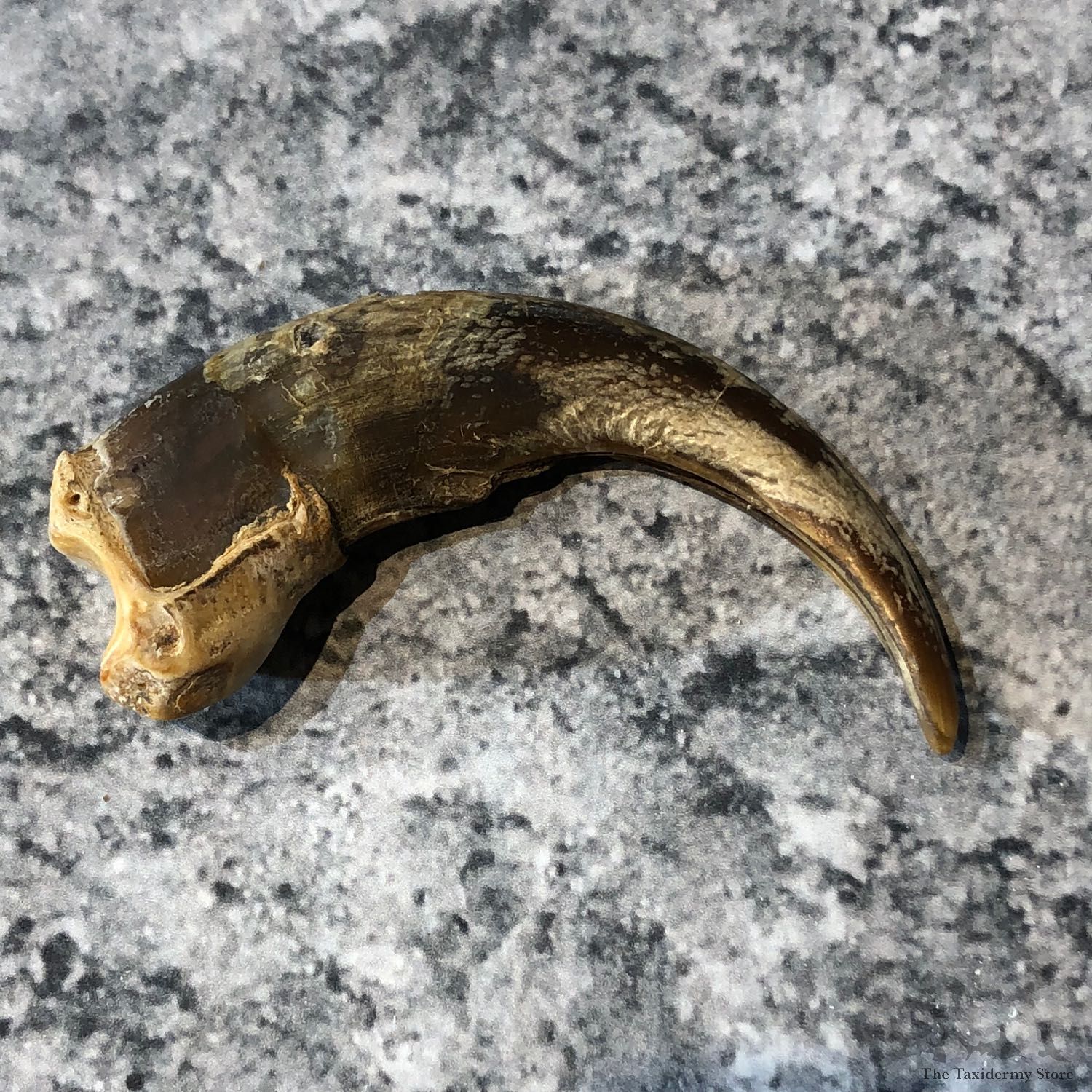 Grizzly Bear Claw For Sale #19613 @ The Taxidermy Store
