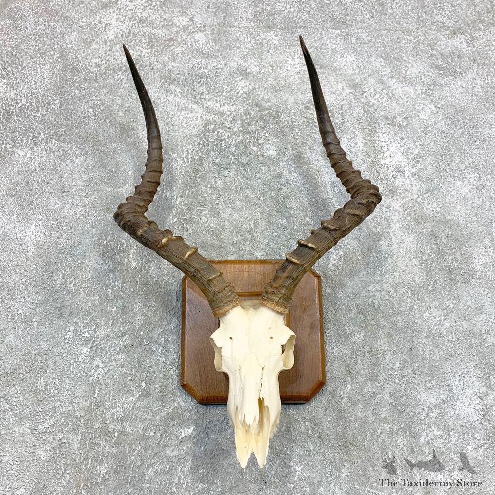 Impala Skull & Horn European Mount For Sale #22140 @ The Taxidermy Store