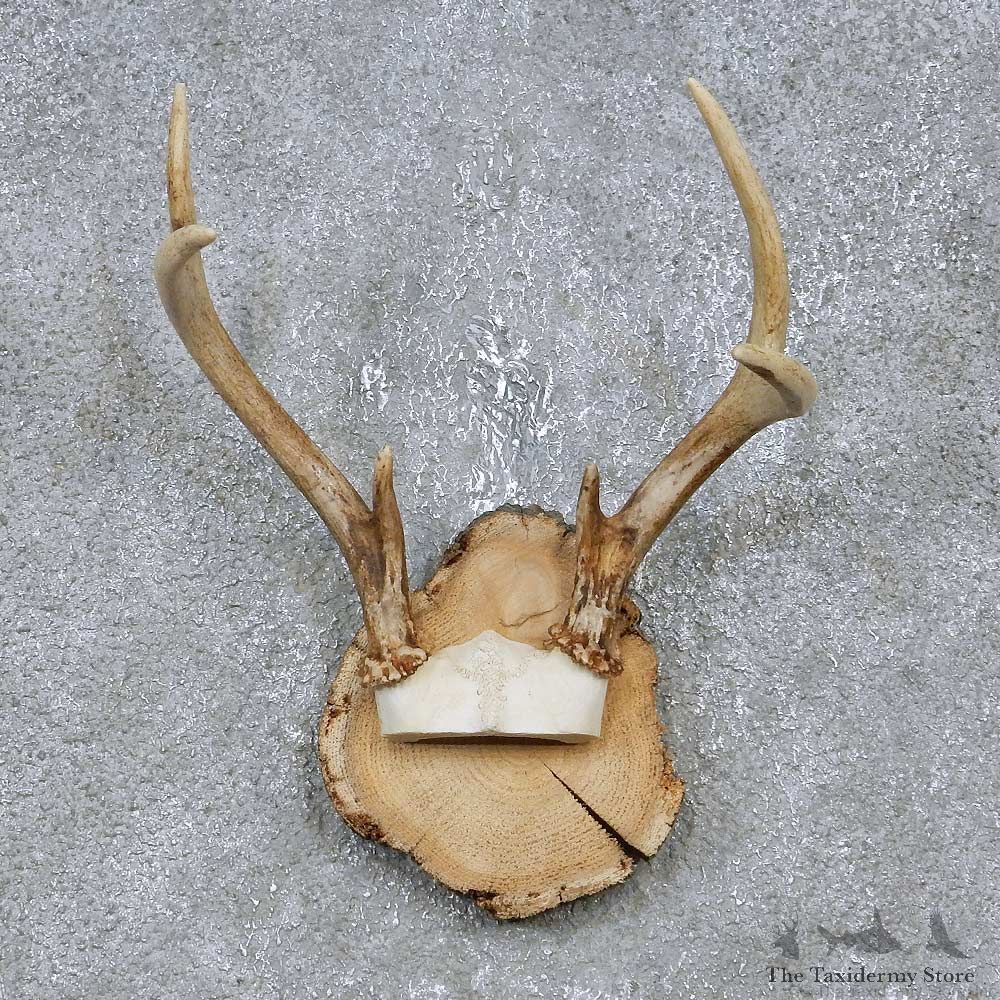 Whitetail Deer Antler Plaque Mount For Sale #14737 @ The Taxidermy Store