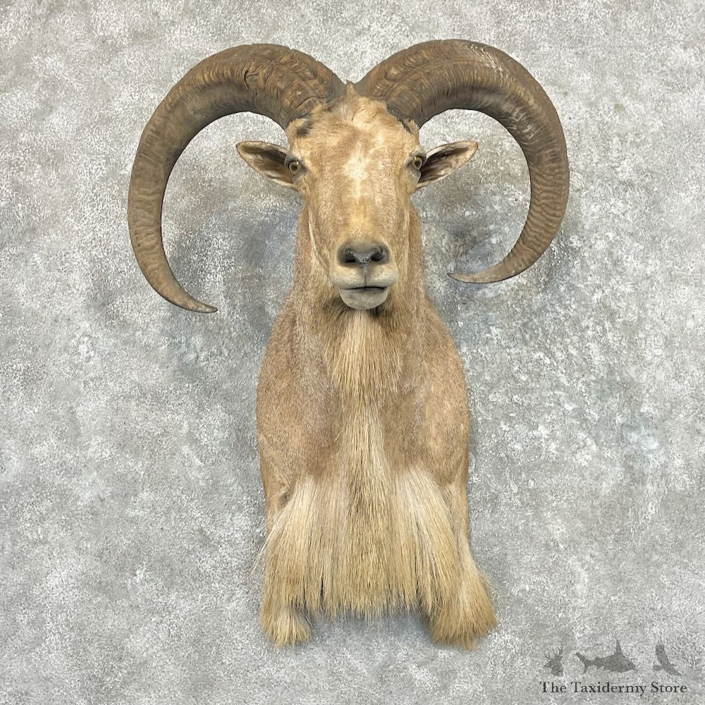 North American Aoudad Shoulder Mount For Sale #27273 @ The Taxidermy Store