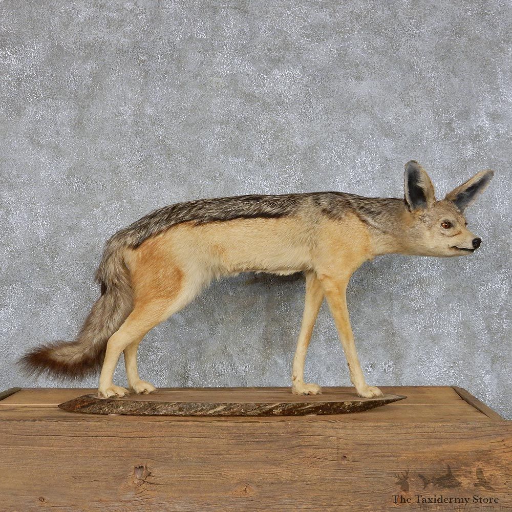 Jackal Life-Size Taxidermy Mount #13115 For Sale @ The Taxidermy Store