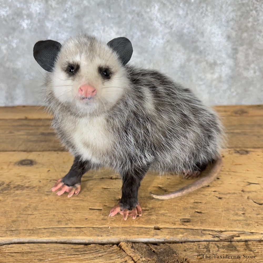 Opossum Life-Size Mount For Sale #29954 @ The Taxidermy Store