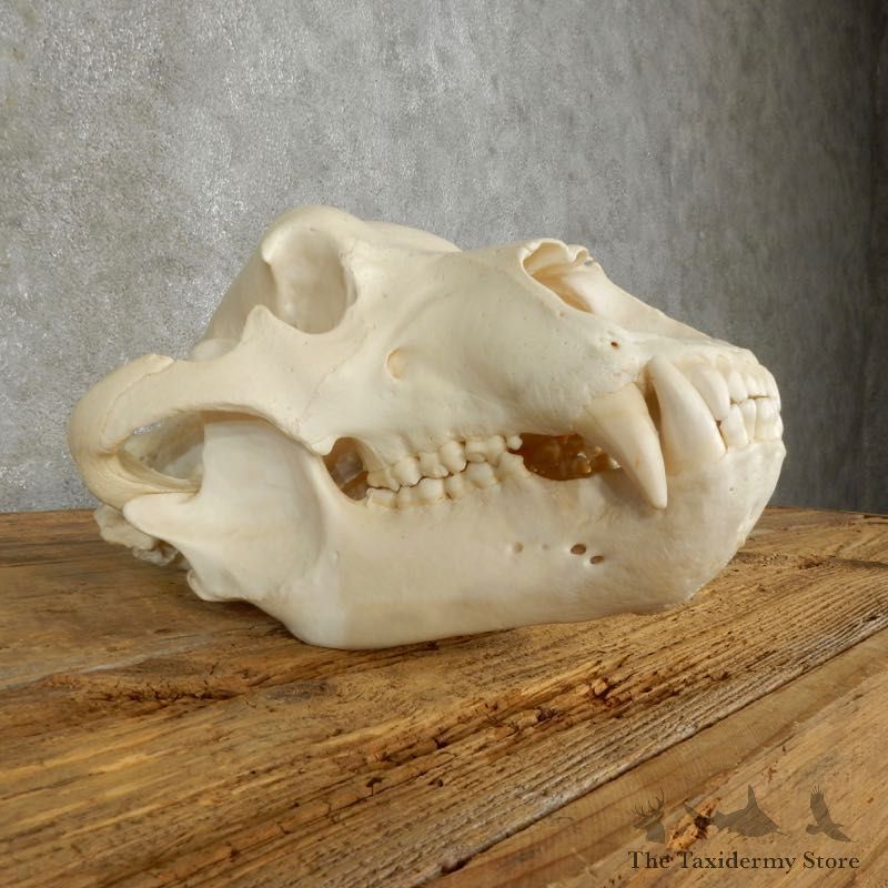 Brown Bear Life-Size Mount For Sale #17478 @ The Taxidermy Store