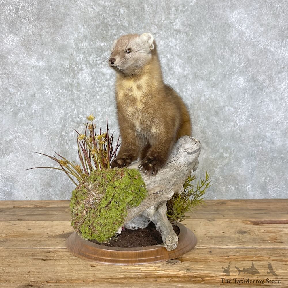 American Pine Marten Mount For Sale #27601 @ The Taxidermy Store