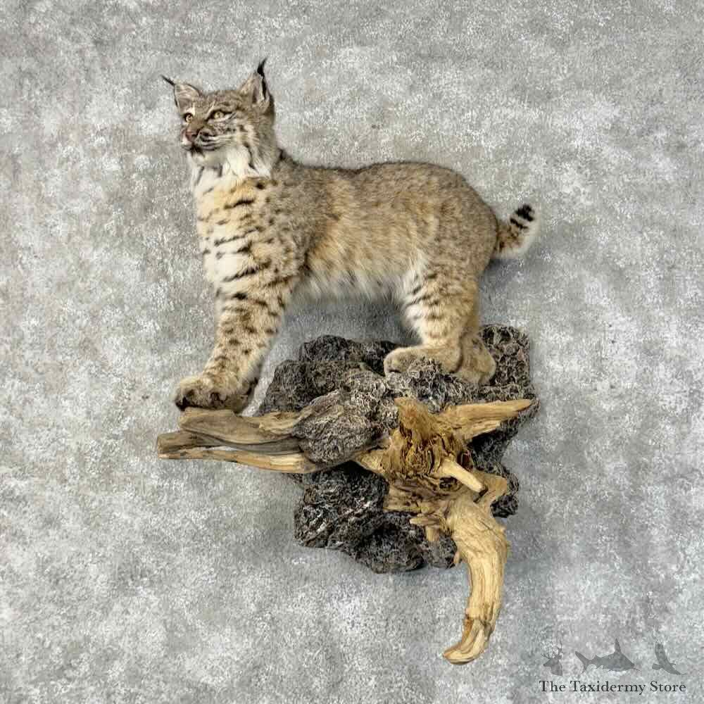 Bobcat Life-Size Mount For Sale #31239 @ The Taxidermy Store