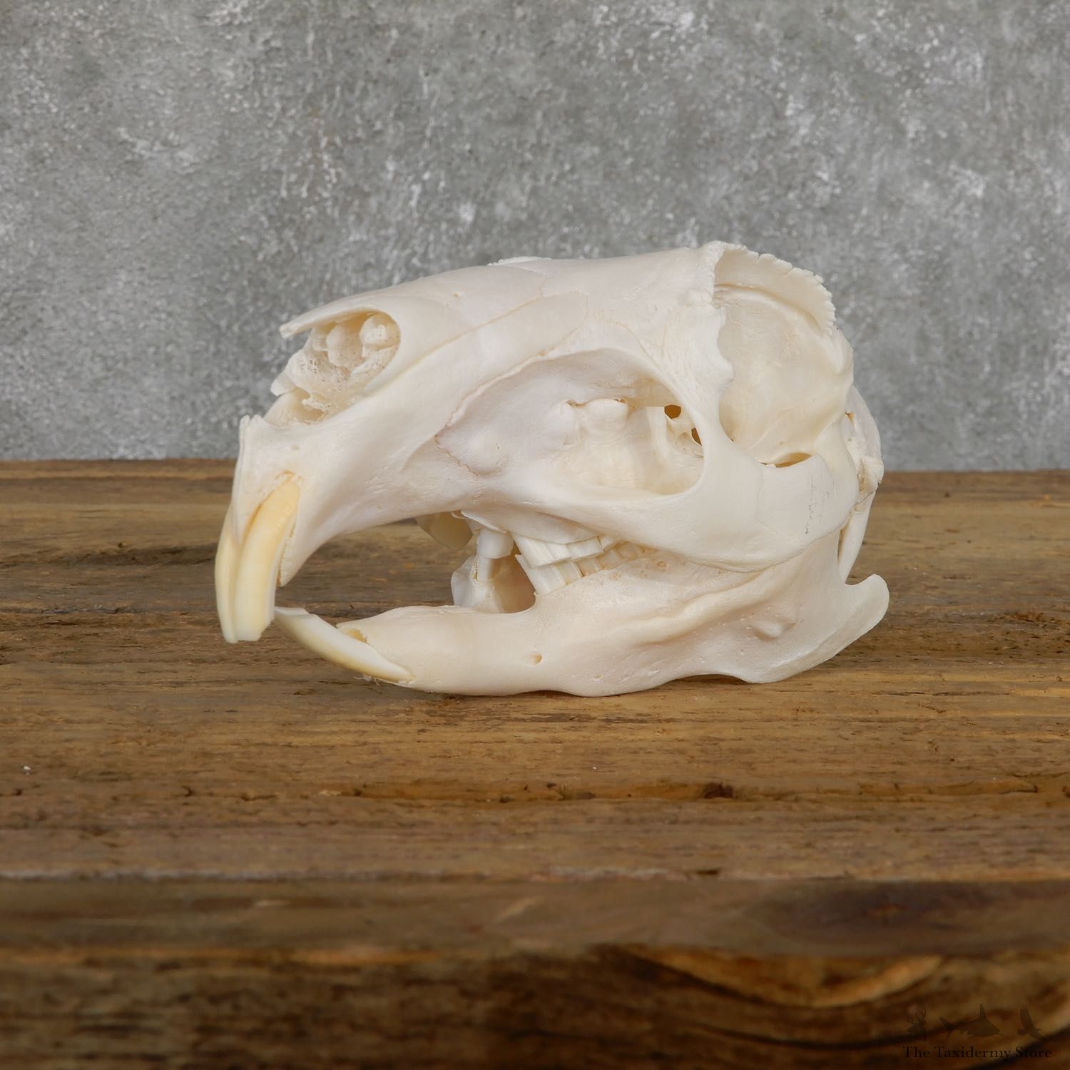 Patagonian Cavy Skull Mount For Sale #19483 @ The Taxidermy Store
