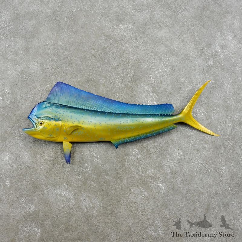 Mahi Mahi Taxidermy Fish Mount #17344 For Sale @ The Taxidermy Store