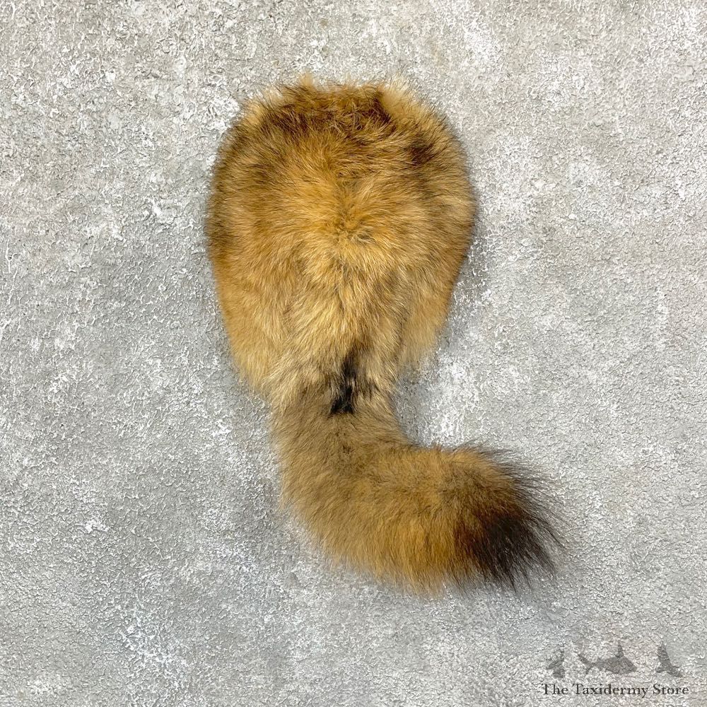 Coyote Rump Mount For Sale #24377 @ The Taxidermy Store