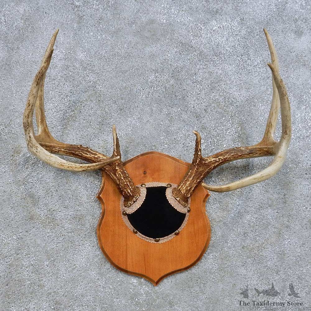 Whitetail Deer Antler Plaque Mount For Sale #14654 @ The Taxidermy Store