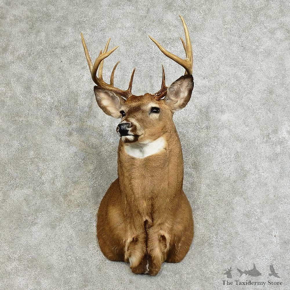 Whitetail Deer Shoulder Mount For Sale #16095 @ The Taxidermy Store