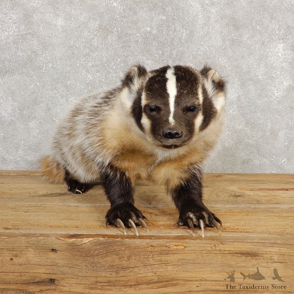 American Badger Life-Size Mount For Sale #20220 @ The Taxidermy Store