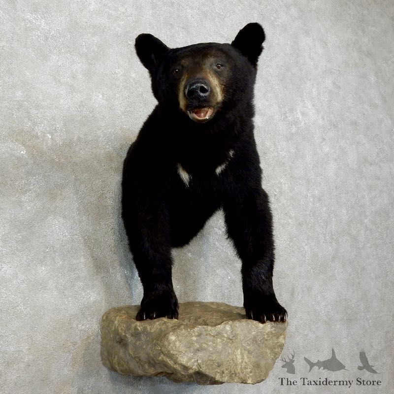 Black Bear Half-Life-Size Taxidermy Mount #17534 For Sale @ The Taxidermy Store