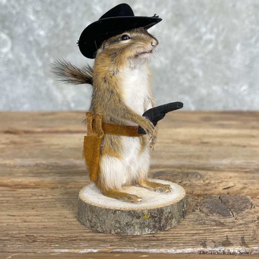 Cowboy Chipmunk Novelty Mount For Sale #26119 - The Taxidermy Store