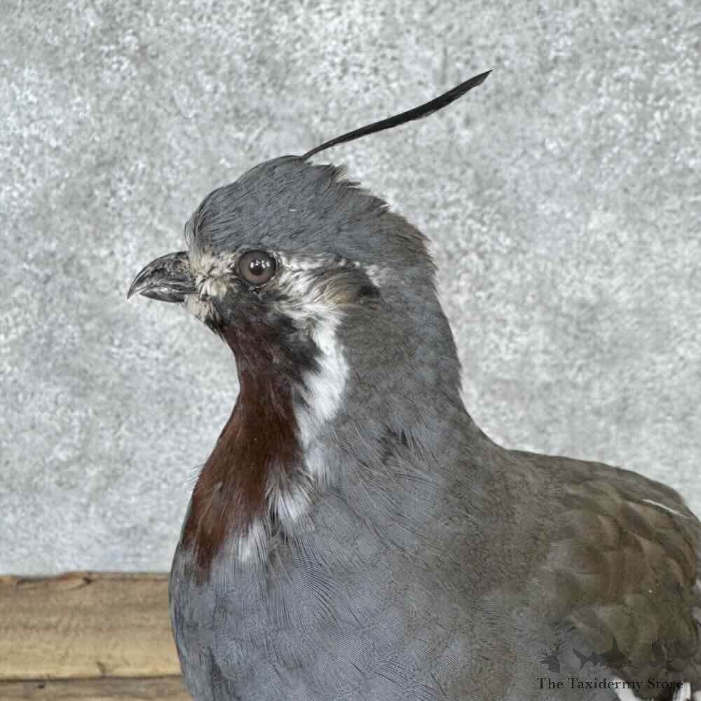 Mountain Quail Bird Mount For Sale #32127 @ The Taxidermy Store