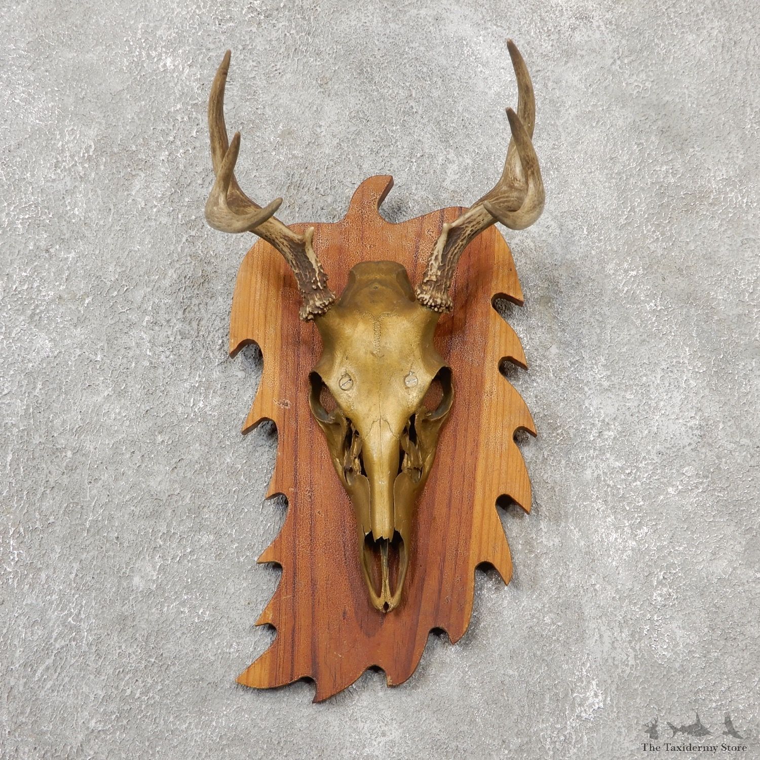 Whitetail Deer Skull European Mount For Sale #19146 @ The Taxidermy Store