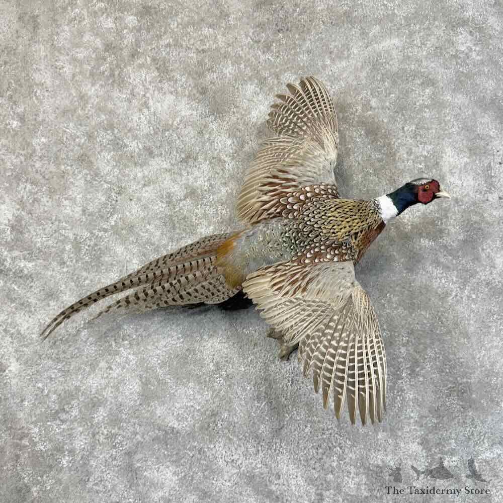Ringneck Pheasant Bird Mount For Sale #31249 @ The Taxidermy Store