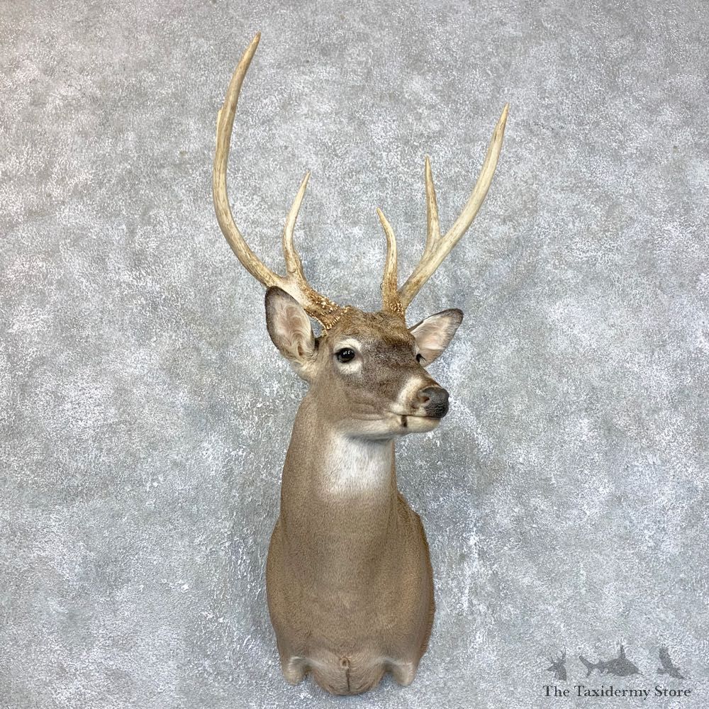 Whitetail Deer Shoulder Mount #23862 For Sale - The Taxidermy Store