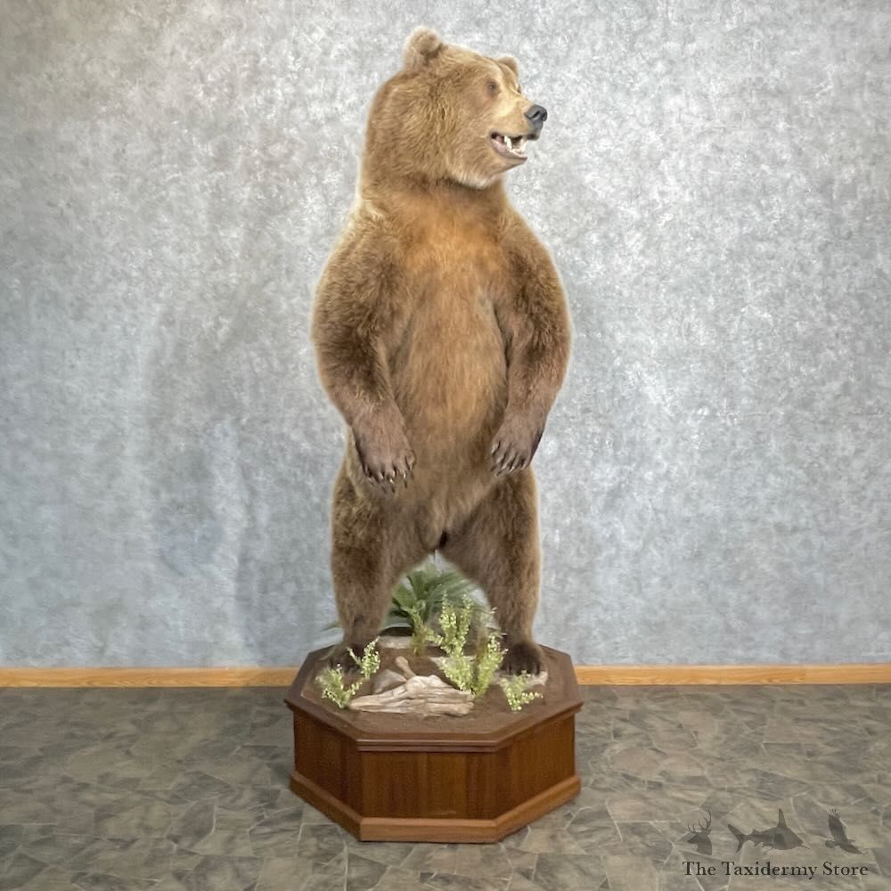 Brown Bear Life Size Mount For Sale #27350 @ The Taxidermy Store