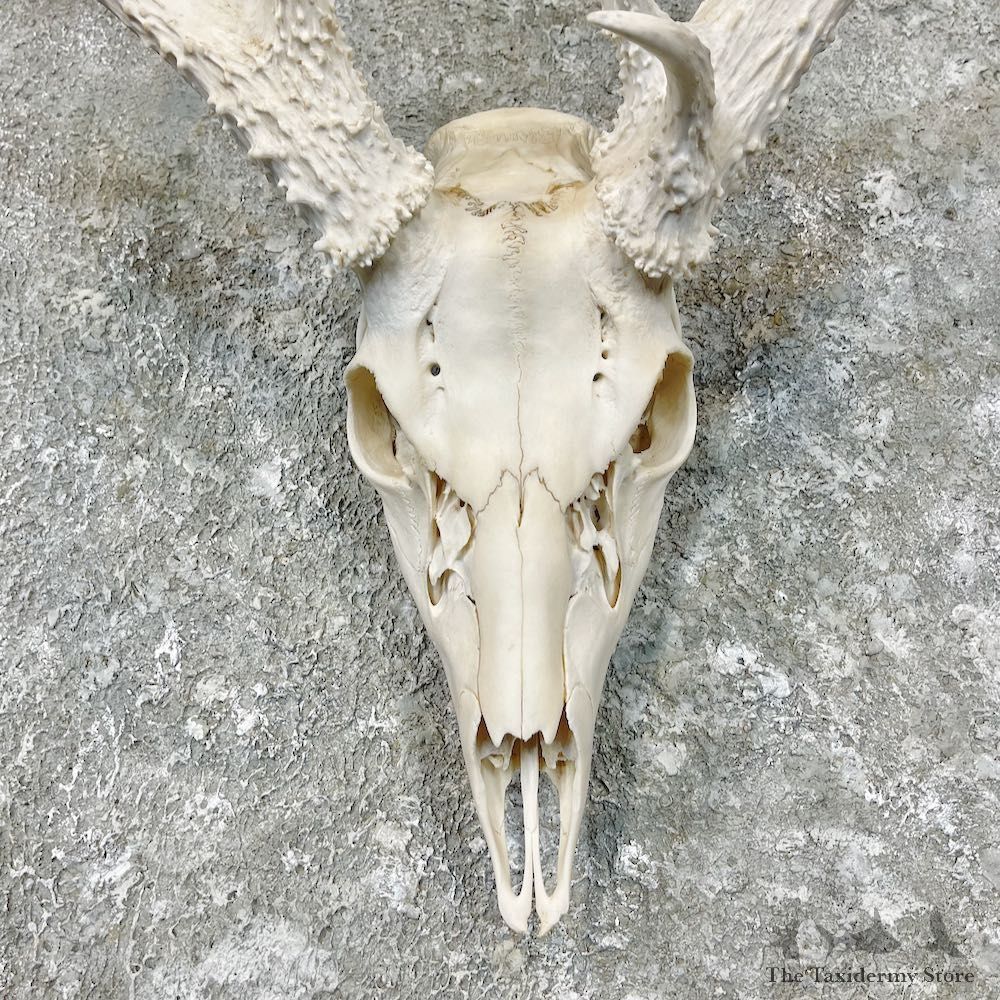 Whitetail Deer Skull European Mount For Sale #26854 @ The Taxidermy Store