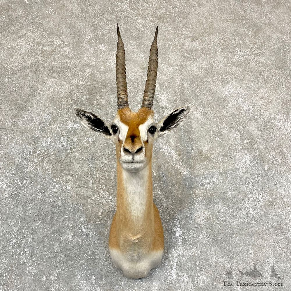 African Thomson's Gazelle Shoulder #24373 - For Sale @ The Taxidermy Store