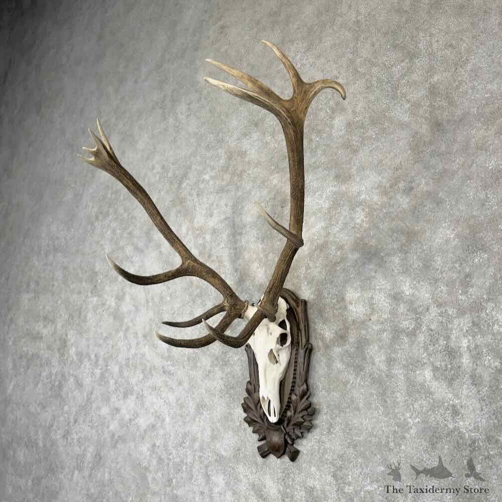 Iberian Red Deer Stag Skull Plaque Mount For Sale #30429 @ The Taxidermy Store