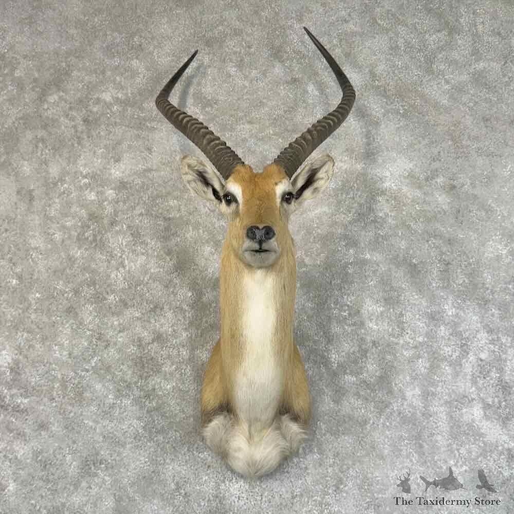 Kafue Flats Lechwe Shoulder Mount For Sale #31330 @ The Taxidermy Store