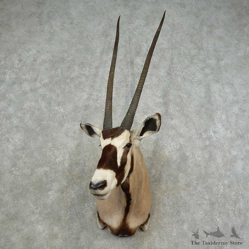 Gemsbok Shoulder Mount For Sale #16700 @ The Taxidermy Store