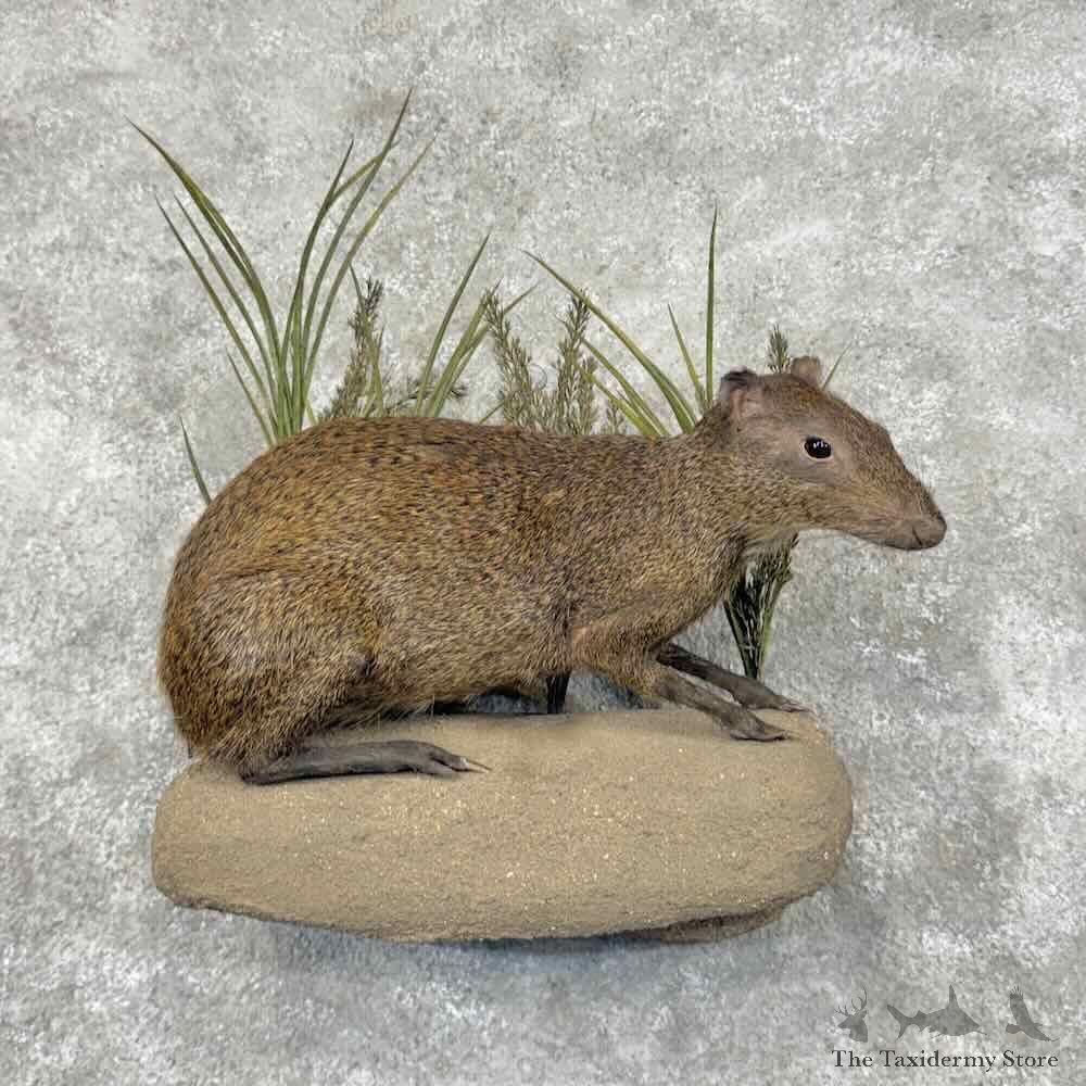Red-Rumped Agouti Life Size Mount For Sale #32121 @ The Taxidermy Store