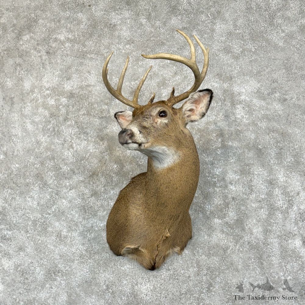 Whitetail Deer Shoulder Mount For Sale #29384 @ The Taxidermy Store
