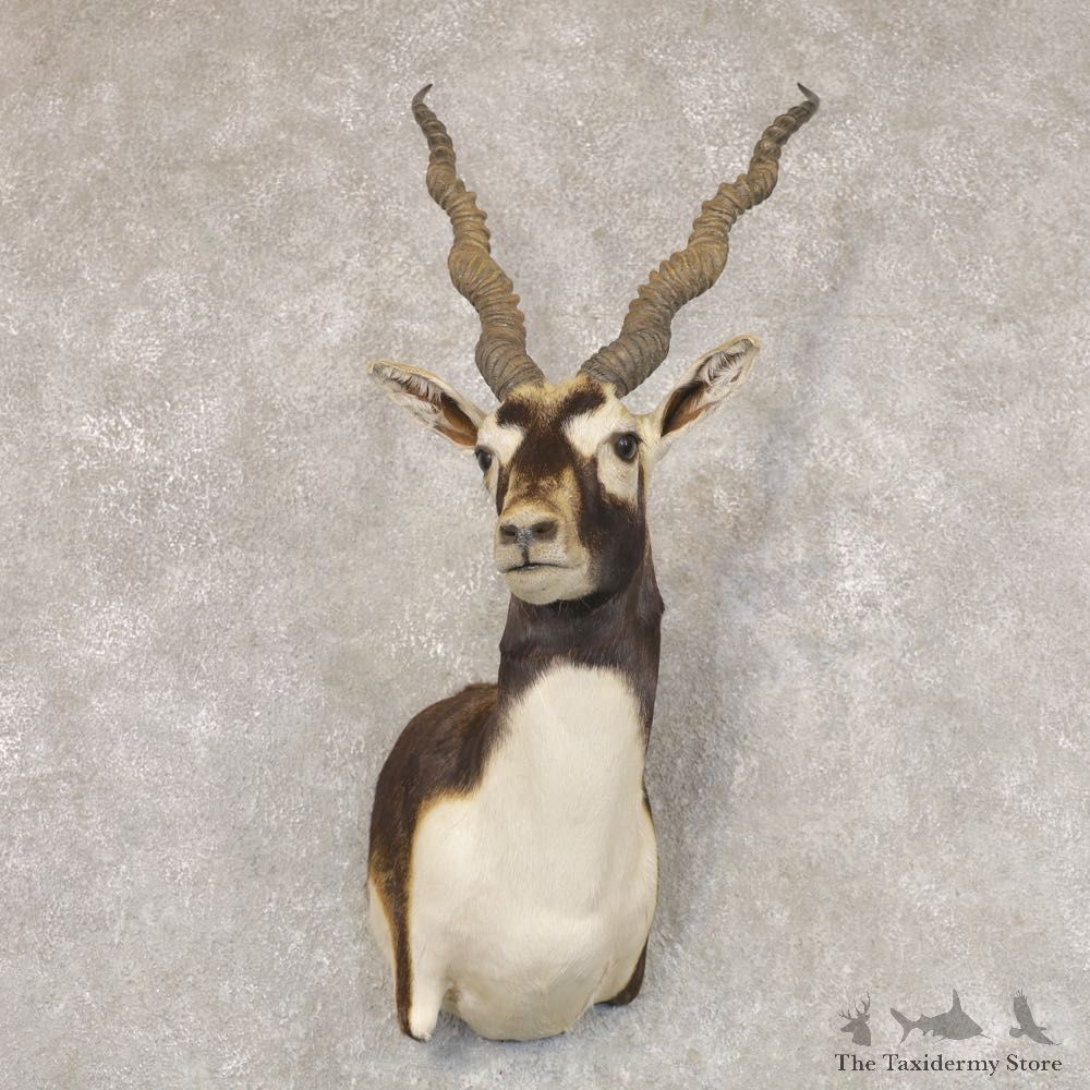 India Blackbuck Shoulder Mount For Sale #22513 @ The Taxidermy Store