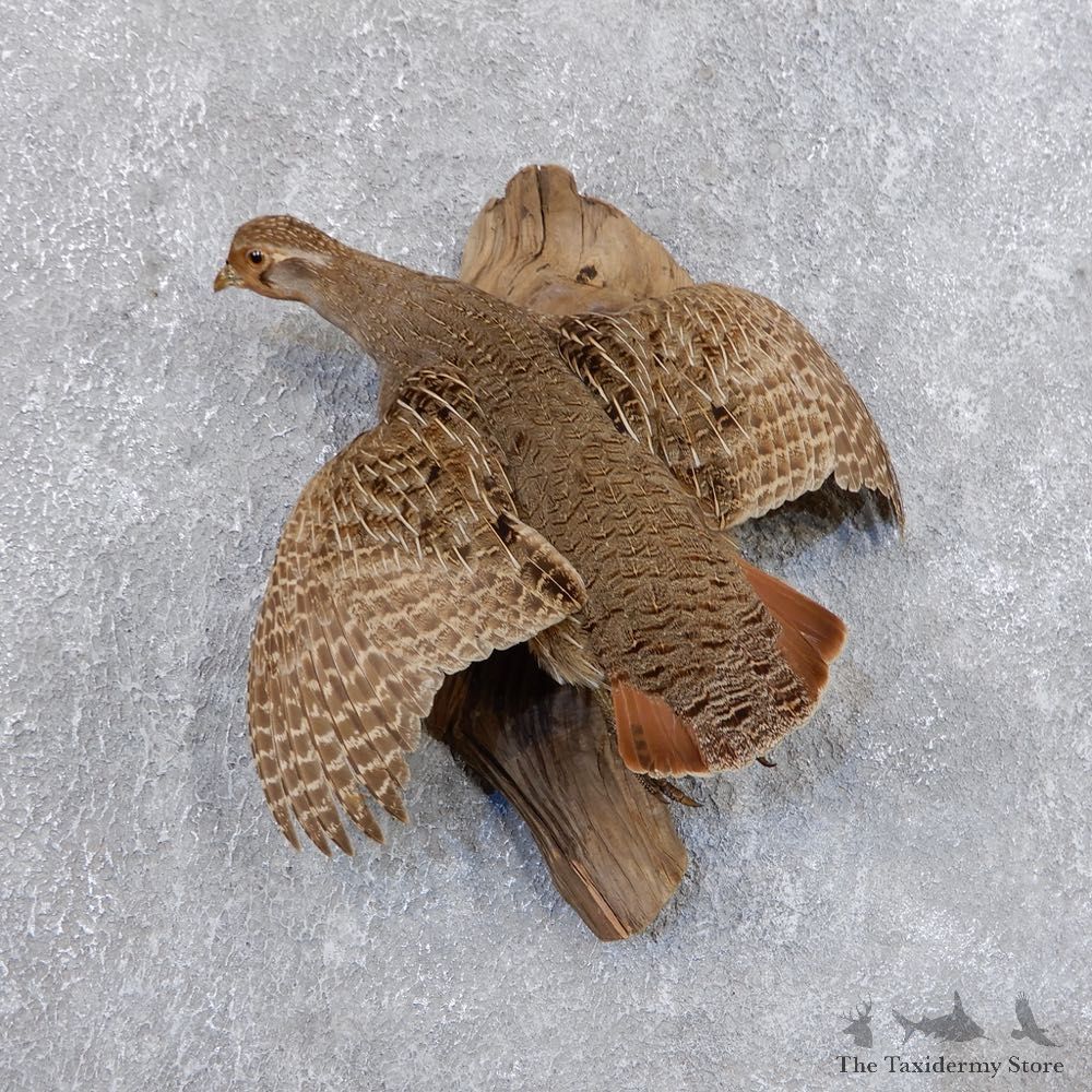 Flying Grey Partridge Mount For Sale #18691 @ The Taxidermy Store